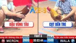 Trận 6 CPC3 4/4/2025 - Gà Điều Anh Đậu Vũng Tàu Đâm Cựa Như Súng Bắn