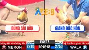 Trận 7 CPC3 5/4/2025 - Gà Cú Anh Dũng Đá Camelo Anh Giang Xỉn Rượu