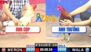 Trận 9 CPC2 16/4/2025 - Gà Bướm Anh Cọp Chặn Chân 1 Đủ Tiền