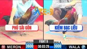 Trận 9 CPC3 9/4/2025 - Gà Điều Anh Kiểm Nhỏ Mà Chấp Ngông Bị Đá Lật Xe