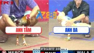 Trận 10 CPC2 23/5/2025 - Gà Xám Anh Trung Bến Tre Đâm Không Kịp Tha Lơ