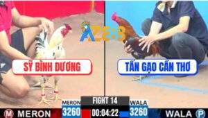 Trận 14 CPC3 31/5/2025 - Gà Bướm Anh Sỹ 3 Dòng Máu Đâm Điều Gãy Cánh