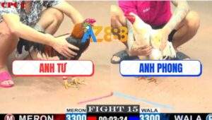 Trận 15 CPC1 27/5/2025 - Điều Cọp Anh Tư Đâm Không Sót Chân Nào