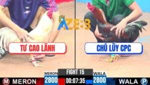 Trận 15 CPC3 25/5/2025 - Gà Việt Và Gà Thái Bất Phân Thắng Bại