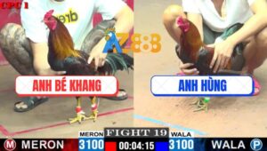 Trận 19 CPC1 24/5/2025 - Gà Điều Anh Hùng Đá Bo Như Xe Đụng