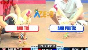 Trận 2 CPC2 28/5/2025 - Gà Bướm Anh Phước Hạ Knock-Out Gà Bướm Anh Trí