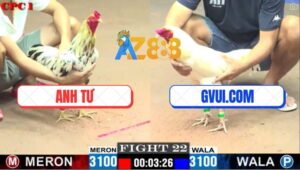 Trận 22 CPC1 24/5/2025 - Bướm Anh Tư Dí Bạc Gà Úa GVUI.COM Và Cái Kết