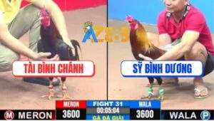 Trận 31 CPC3 31/5/2025 - Điều Anh Tài Chặn Chân 1 Gà Anh Sỹ Rớt 3 Điểm