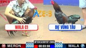 Trận 36 CPC1 29/5/2025 - Gà Điều Wala C1 Khều Nhẹ Mấy Chân Que Gãy Giò