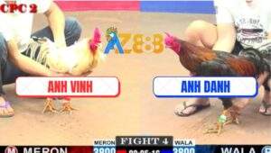 Trận 4 CPC2 28/5/2025 - Gà Que Anh Danh Tiễn Bướm Lên Đường Nhanh Gon