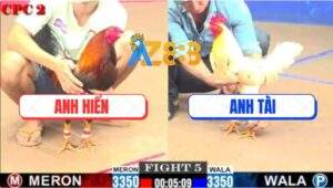 Trận 5 CPC2 30/5/2025 - Điều Anh Hiểm Đâm Cựa Quá Ác Bướm Lọt Gãy Giò