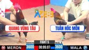 Trận 5 CPC3 18/5/2025 - Gà Anh Tuấn Hóc Môn Chuyển Bại Thành Thắng