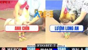 Trận 7 CPC1 24/5/2025 - Gà Bướm Anh Chín Đâm Cú Anh Lượm Ngã Ngửa