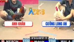 Trận 7 CPC1 27/5/2025 - Gà Anh Khàn Đá Bướm Ói Xong Bỏ Chạy Kêu Miệng