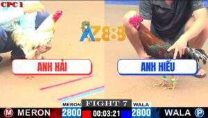 Trận 7 CPC1 29/5/2025 - Điều Cọp Anh Hiếu Đá 1 Hơi Gom Lúa Đầy Bồ