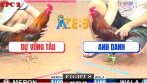 Trận 8 CPC2 28/5/2025 - Gà Điều Anh Dự Đâm Cựa Quá Nhanh Quá Nguy Hiểm