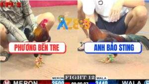 Trận 12 CPC2 6/6/2025 - Anh Bảo Sting Rớt Nài Với Anh Phương Bến Tre