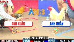 Trận 16 CPC1 5/6/2025 - Hai Con Gãy Chân Gà Cú Anh Xuân Vừa Đủ Điểm Về