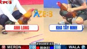 Trận 17 CPC2 6/6/2025 - Gà vàng Anh Long Hạ Sát Gà Anh Kha Tây Ninh