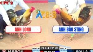 Trận 21 CPC2 6/6/2025 - Gà Xám Anh Long Đá Khét Bảo Sting Ói Đen Đầu