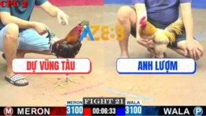 Trận 21 CPC2 8/6/2025 - Gà Điều Anh Dự Đá Khét Sữa Không Kịp Thở