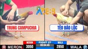 Trận 27 CPC3 11/5/2025 - Gà Bướm Anh Tèo Bảo Lộc Bị Đối Thủ Đá Cắm Đầu