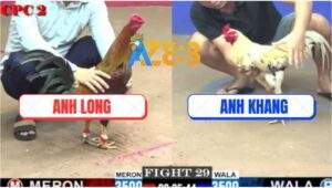 Trận 29 CPC2 6/6/2025 - Bướm Bao Bồ Bị Điều Cọp Anh Long Đá Té Sấp Mặt