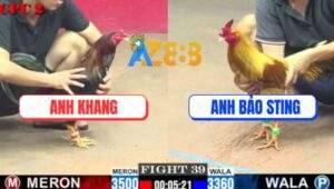 Trận 39 CPC2 1/6/2025 - Gà Khét Anh Bảo Sting Chưa Kịp Đá Đã Nằm Đống