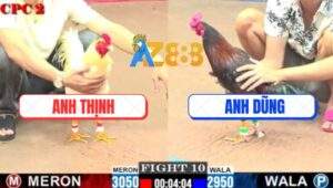 Trận 10 CPC2 11/7/2025 - Bướm Anh Thịnh Đá Bạc Còn Ăn 2 Xong Bỏ Chạy