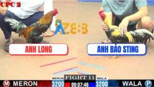 Trận 11 CPC2 20/7/2025 - Gà Que Anh Long Knock Out Gà Chuối Bảo Sting