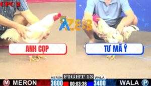 Trận 13 CPC2 2/7/2025 - Gà Bướm Anh Tư Mã Ý Nhỏ Mà Đá Bo Như Cây Đập