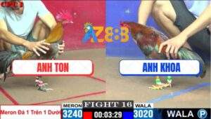 Trận 16 CPC1 17/7/2025 - Gà Xám Anh Ton Lên 2 Đá Điều Chạy Té Khói