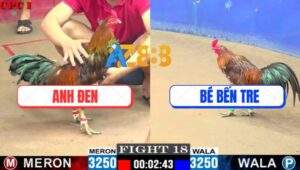 Trận 18 CPC1 19/7/2025 - Vàng Bông Anh Bé Bến Tre Đâm Cựa Như Cái Mày