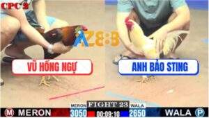 Trận 23 CPC2 20/7/2025 - Úa Hiệu Bảo Sting Nhỏ Ký Mà Đá Gà Bự Kêu Trời