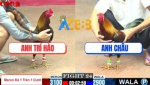 Trận 24 CPC2 11/7/2025 - Gà Que Đá Trên Dưới Đâm Không Trượt Phát Nào