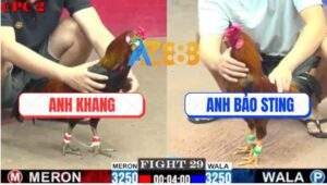 Trận 29 CPC2 9/7/2025 - Gà Vàng Bảo Sting Dỡ Giò Là Đám Như Máy Sới