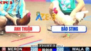 Trận 3 CPC2 27/7/2025 - Bướm Hiệu Bảo Sting Đá 1 Bát Bưng Đối Thủ Ra