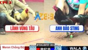 Trận 31 CPC2 27/7/2025 - Điều Cọp Bảo Sting Kém 8 Chấm Xém Hạ Anh Lành