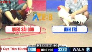 Trận 46 CPC1 19/7/2025 - Anh Quẹo Hạ Anh Trí Bắt Xác Gà Úa Luôn