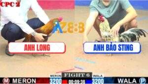 Trận 6 CPC2 20/7/2025 - Bướm Hiệu Bảo Sting Bị Gà Anh Long Đá Quẹo Cổ