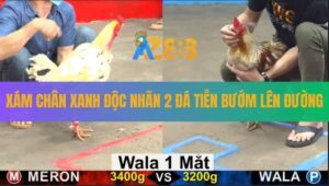 Trận 1 CPC5 20/8/2025 - Gà Xám Độc Nhãn Đá 2 Cước Gà Bướm Tắt Thở