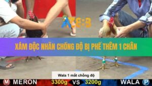 Trận 12 CPC5 20/8/2025 - Gà Xám Độc Nhãn Chồng Độ Bị Phế 1 Giò