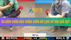 Trận 12 CPC5 21/8/2025 - Gà Úa Hạ Sát Điều Chân Xanh Lụm Cái Xổ 100