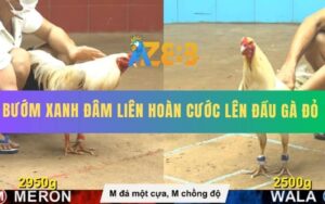 Trận 28 CPC4 19/8/2025 - Bướm Hiệu Anh Bé Chồng Độ Bị Đâm Bể Hộp Số