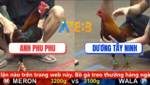 Trận 30 CPC5 31/8/2025 - Điều Lưng Gù Anh Phu Phu Bi Đâm Không Kịp Thở