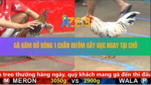 Trận 4 CPC5 25/8/2025 - Gà Xám Canh Chặn Hay, 1 Cước Bướm Nằm Xòe Đuôi