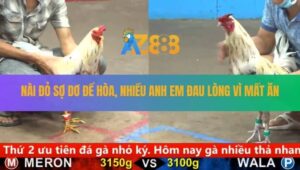 Trận 47 CPC5 24/8/2025 - Nài Đỏ Sợ Dơ Để Hòa, Nhiều Anh Em Mất Ăn