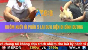 Trận 6 CPC5 21/8/2025 - Gà Bướm Nuốt Ói Phản 5 Lai Quá Đẳng Cấp