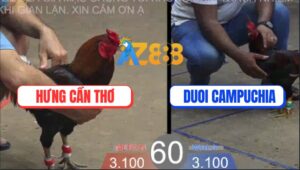 Trận 60 TonHon 27/8/2025 - Vô Trong Bảo Sting Thể Hiện Nài Gà Đẳng Cấp