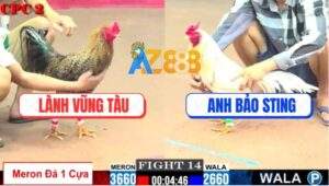 Trận 14 CPC2 1/8/2025 - Bướm Hiệu Bảo Sting Bị Đá Nhấc Chân Không Nỗi